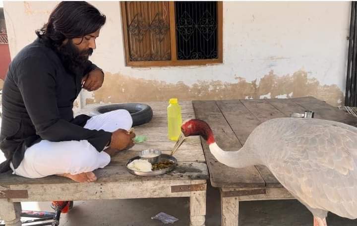 Arif Saras: आरिफ के घर से लाया गया सारस पक्षी विहार से लापता, आरिफ हुए इमोशनल 1
