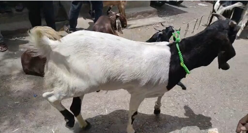 Koderma News : कोडरमा का बकरा बाजार बना आकर्षण का केंद्र, ‘शाहरुख’ और ‘सलमान’ की कीमत सुनकर चौंक जाएंगे आप 1 Koderma News : कोडरमा का बकरा बाजार बना आकर्षण का केंद्र, ‘शाहरुख’ और ‘सलमान’ की कीमत सुनकर चौंक जाएंगे आप 1