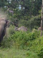 elephant_terror_in_mahasamund__1884417_835x547-m