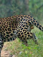 garhwa jharkhand lepord