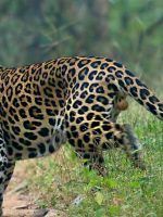 garhwa jharkhand lepord