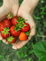 strawberry-farm-picking-compressor